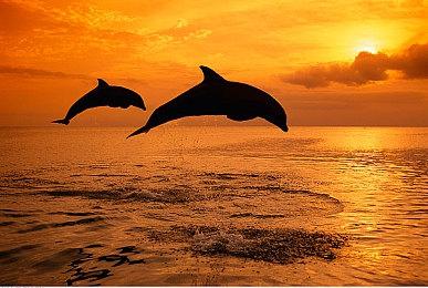 配音演员称《星空》台词超20万条 是老滚5三倍以上